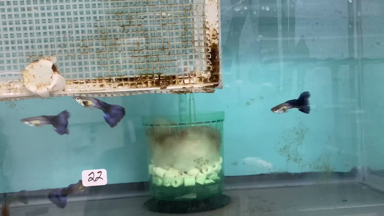 Guppies By Kwartler YouTube