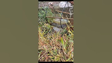 Thăm Lờ Dính Cá Trê Lai Mương Ruộng #shorts #cátrêlai #bắtCáTrêLai