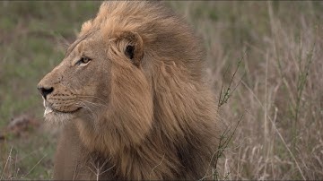 They Call this Male Lion "The Handsome One" (Nzuri)