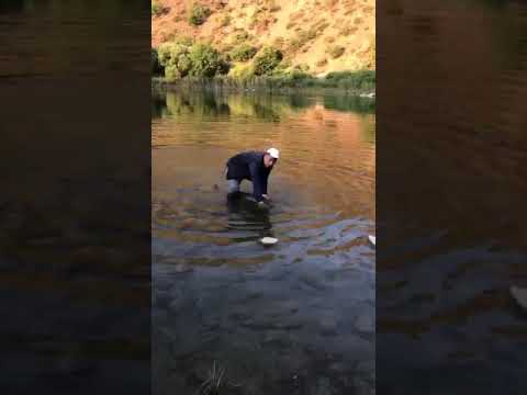 Efsane balık Elazığ palu