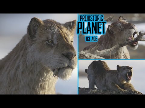 Smilodon With A Double Sabers Prehistoric Planet Ice Age Official Clip