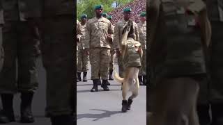 This Military Dog's Salute Will Melt Your Heart! 🐕🫡 #Shorts #k9unit #militarydog #dogtraining #funny