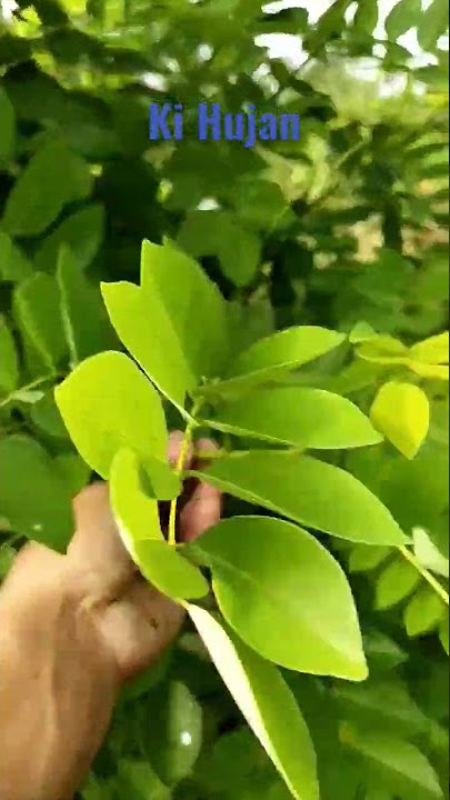 Pohon Ki hujan