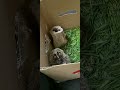 Ушастая гвардия пополняется 🦉🦉🦉