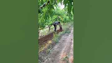 Mini Tiller Machine in Action | Powerful Farming Tool for Easy Soil Preparation part 825