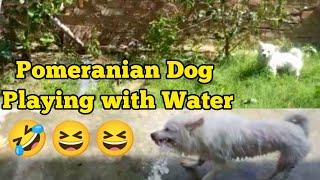Pomeranian Dog Playing with Water, Funny Video 🤣🤣 #pomeranian #funnyvideo #waterbaby ❤️
