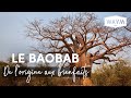 Le baobab  lorigine de 4 ingrdients magiques   waam cosmetics