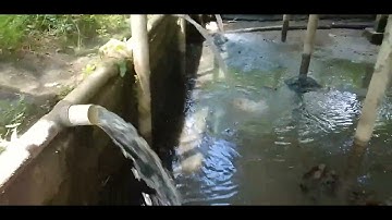 KURAS KOLAM IKAN LELE YANG HIDUP DIBAWAH KANDANG AYAM PETELUR