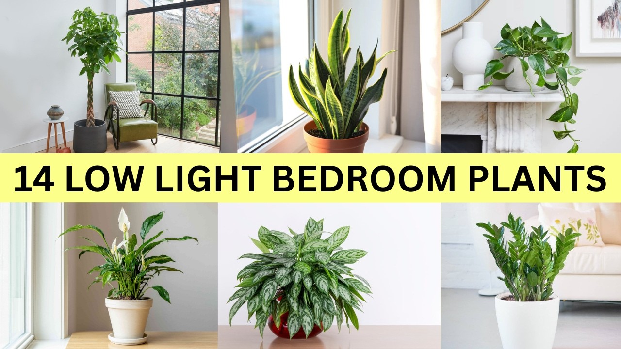 14 Bedroom Plants That Thrive in Low Light