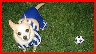 [Puppy Love] Chihuahua play football Funny videos by Puppy Love 432 views 8 years ago 12 minutes, 20 seconds