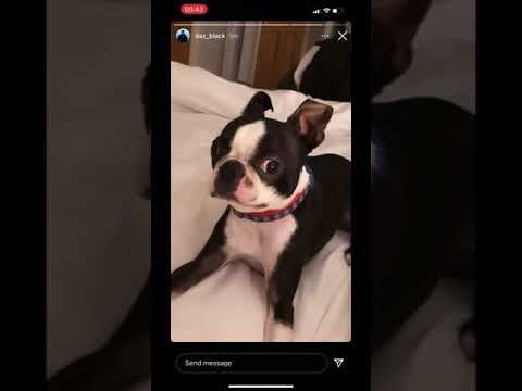 Daz Game S Dog Gizmo Is Broken Dazgames