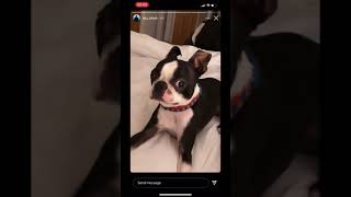 Daz Games Dog, Gizmo Is Broken