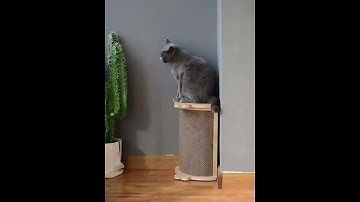 Cat scratching post interactive toy cat activity tree tower paw protection furniture pet supplies