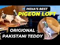 Origional teddy pigeon in best loft  aman prabhakar