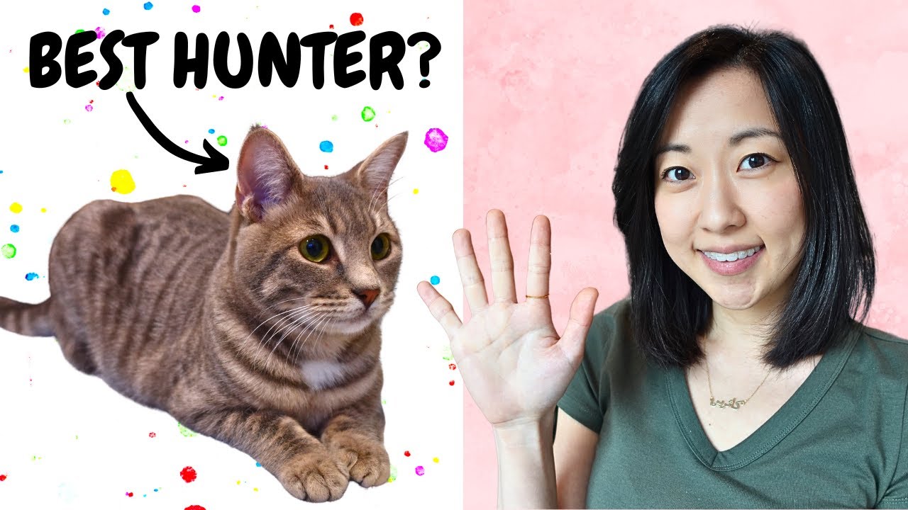 5 Things You Didn’t Know About Tabby Cats - YouTube