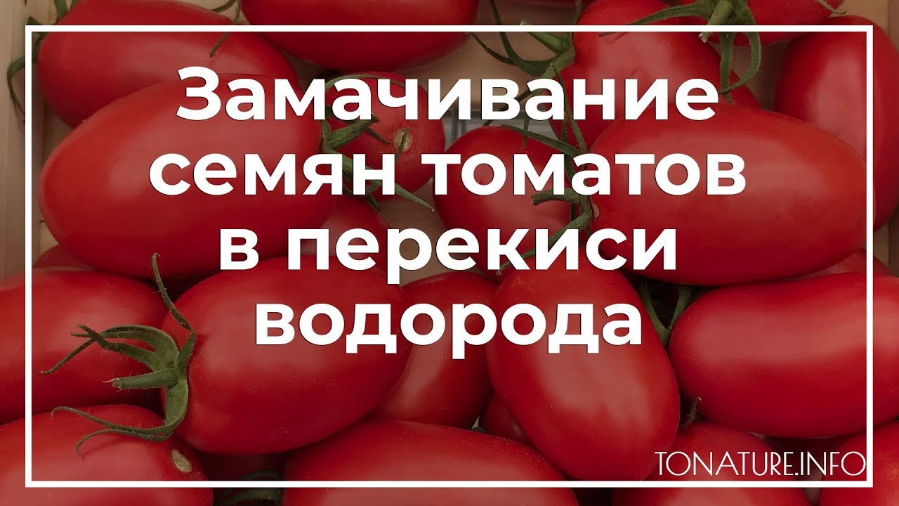 Переваги використання помідорів з перекисом водню