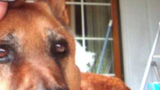 Mary Hopkin   Puppy Song