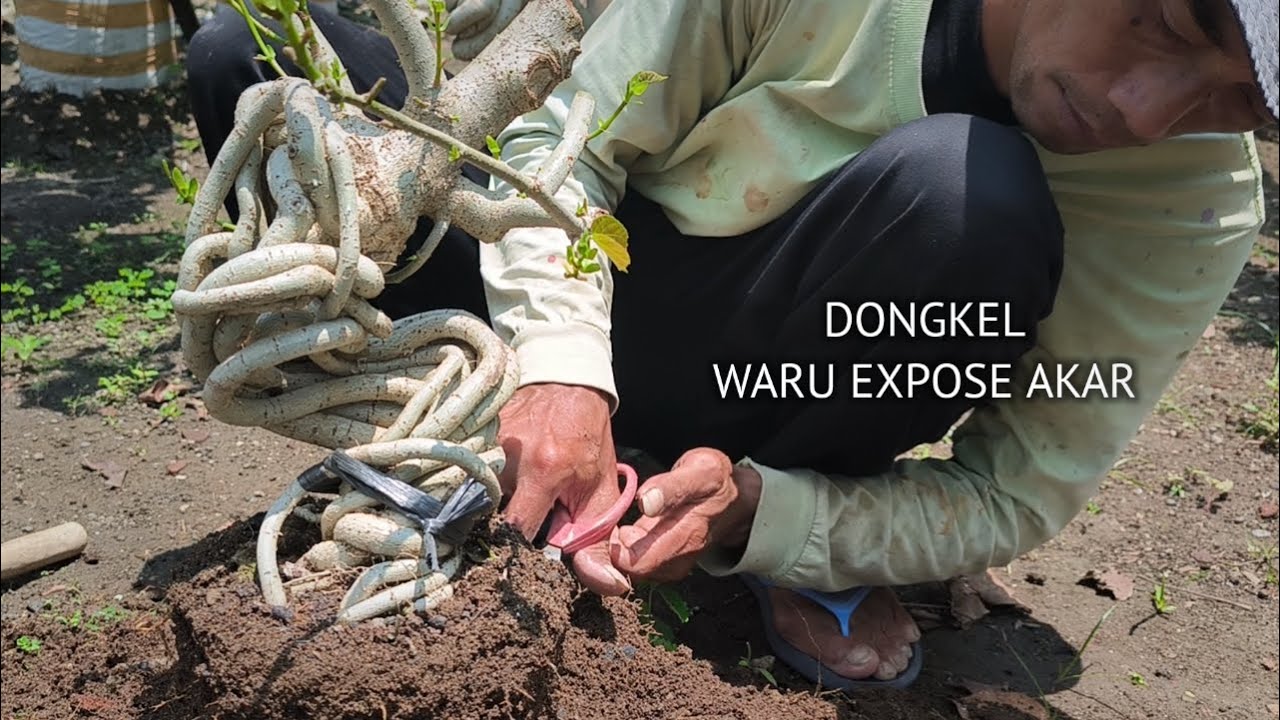 Dongkel Bahan Bonsai Waru Expose Akar Di Kebun Ground