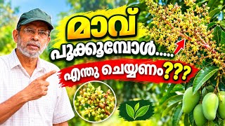 𝗛𝗼𝘄 𝘁𝗼 𝗰𝗮𝗿𝗲 𝗺𝗮𝗻𝗴𝗼 𝗳𝗹𝗼𝘄𝗲𝗿𝘀, പൂവിട്ടു കഴിഞ്ഞാൽ എന്തു ചെയ്യണം?