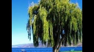 Famous How to root a corkscrew willow cutting ✔ Profile
