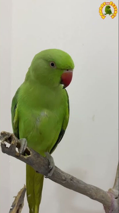 Parrot Sound#shorts