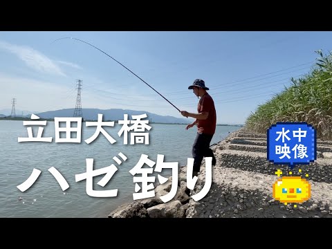 愛知県の木曽川-立田大橋でハゼ釣り！釣果は？ What did you