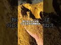 中国の残飯での飼料作りがヤバイ