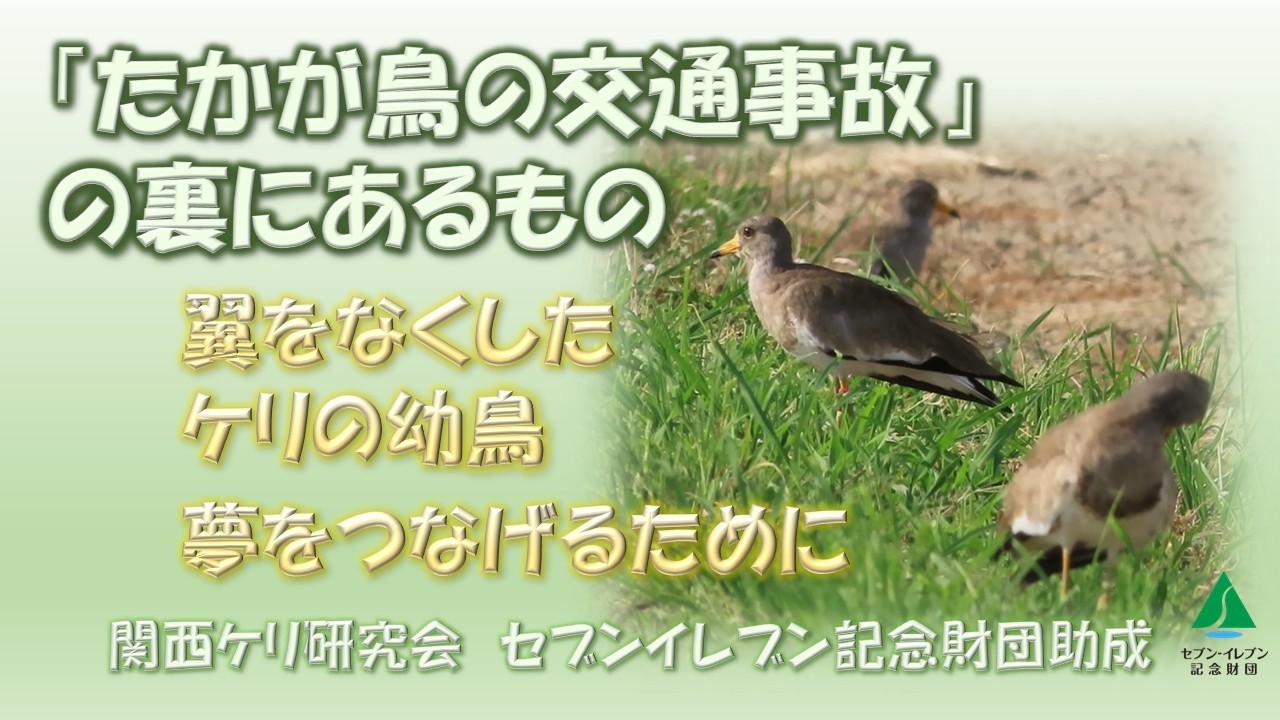 翼をなくした幼鳥の夢