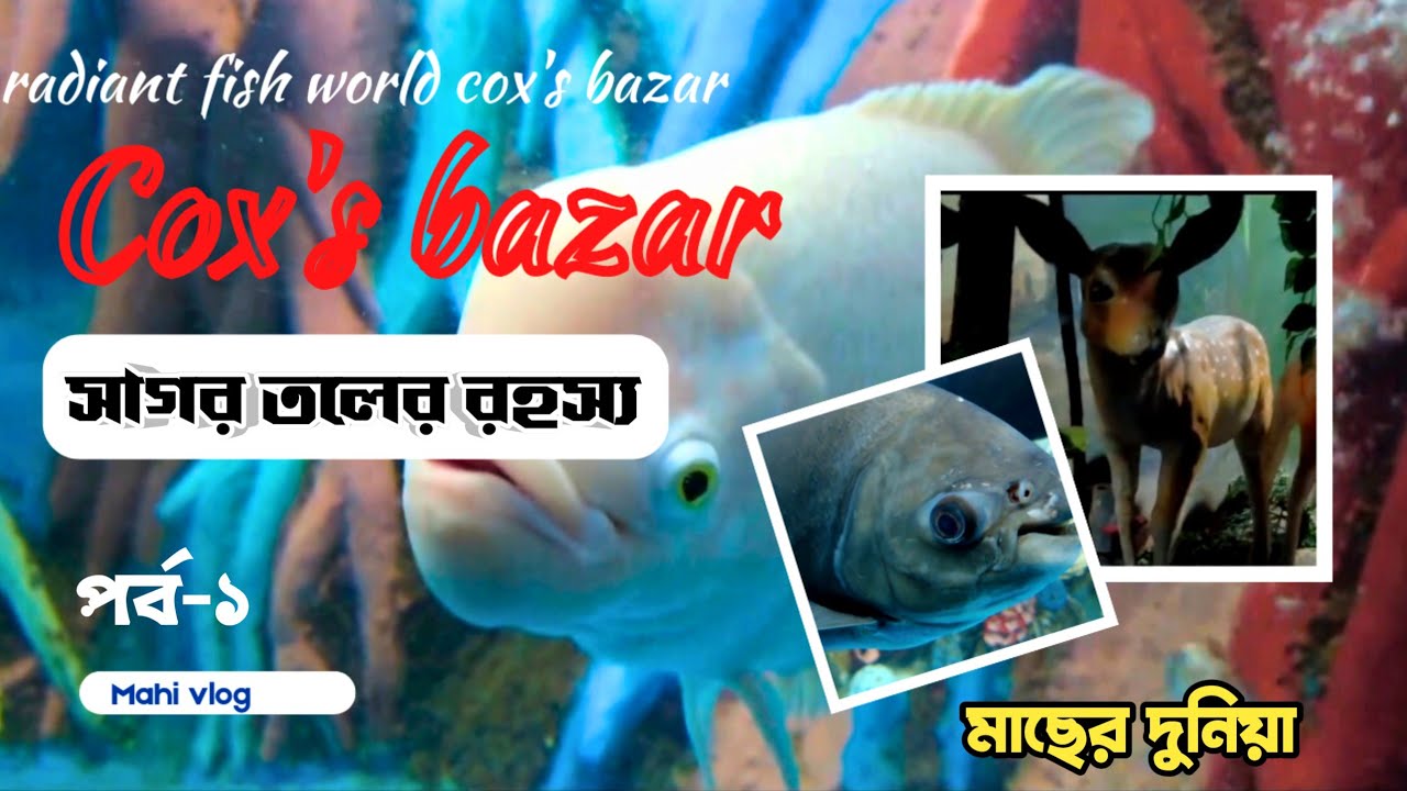 রেডিয়েন্ট ফিস ওয়ার্ল্ড কক্সবাজার | cox bazar | radiant fish world cox's bazar | aquarium
