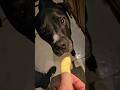 yummy monday morning apples for a happy tail Hero #love #dog #happy #soberlife