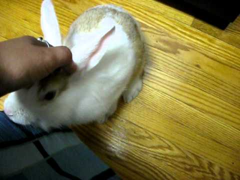 netherland dwarf lionhead rabbit