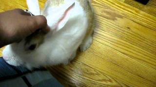 netherland dwarf lionhead