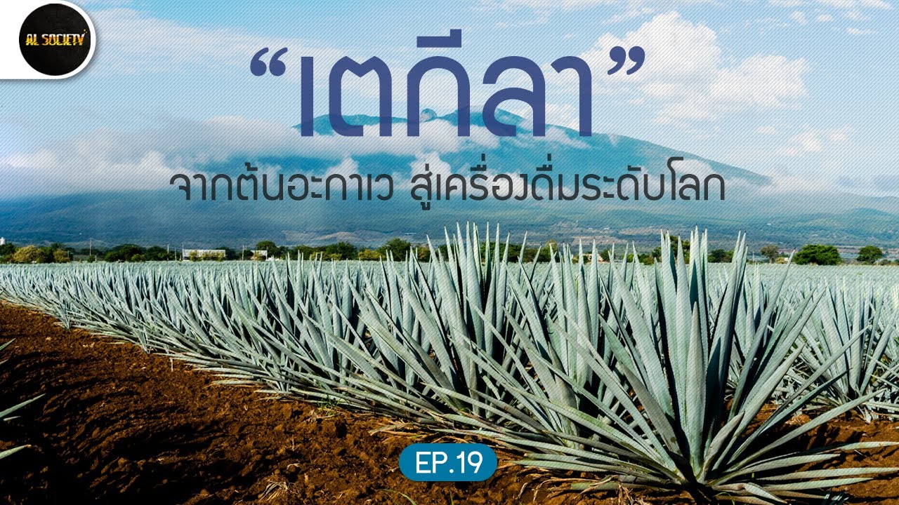 พืชหน้าตาแปลกๆแบบนี้ ใช้ทำเตกีลาได้จริงหรือ  l Al Society EP.19 | เนื้อหาทั้งหมดที่เกี่ยวข้องกับเครื่องดื่ม เตกีล่าที่ถูกต้องที่สุด