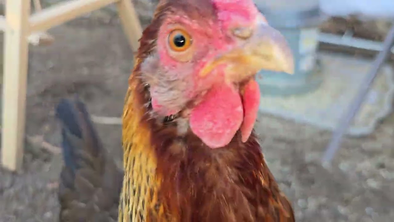 46 Week Old Welsummer Chicks-Food Waste and RATS!