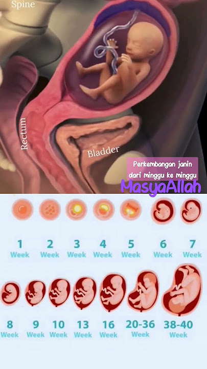 perkembangan janin dari Minggu ke minggu