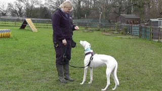 Working as an Animal Care Assistant