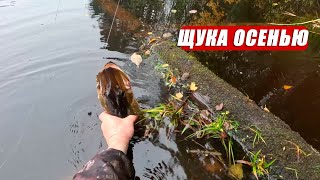 видео: Щука осенью клюёт одна за другой! Ловля на живца в октябре картинка: Щука осенью клюёт одна за другой! Ловля на живца в октябре