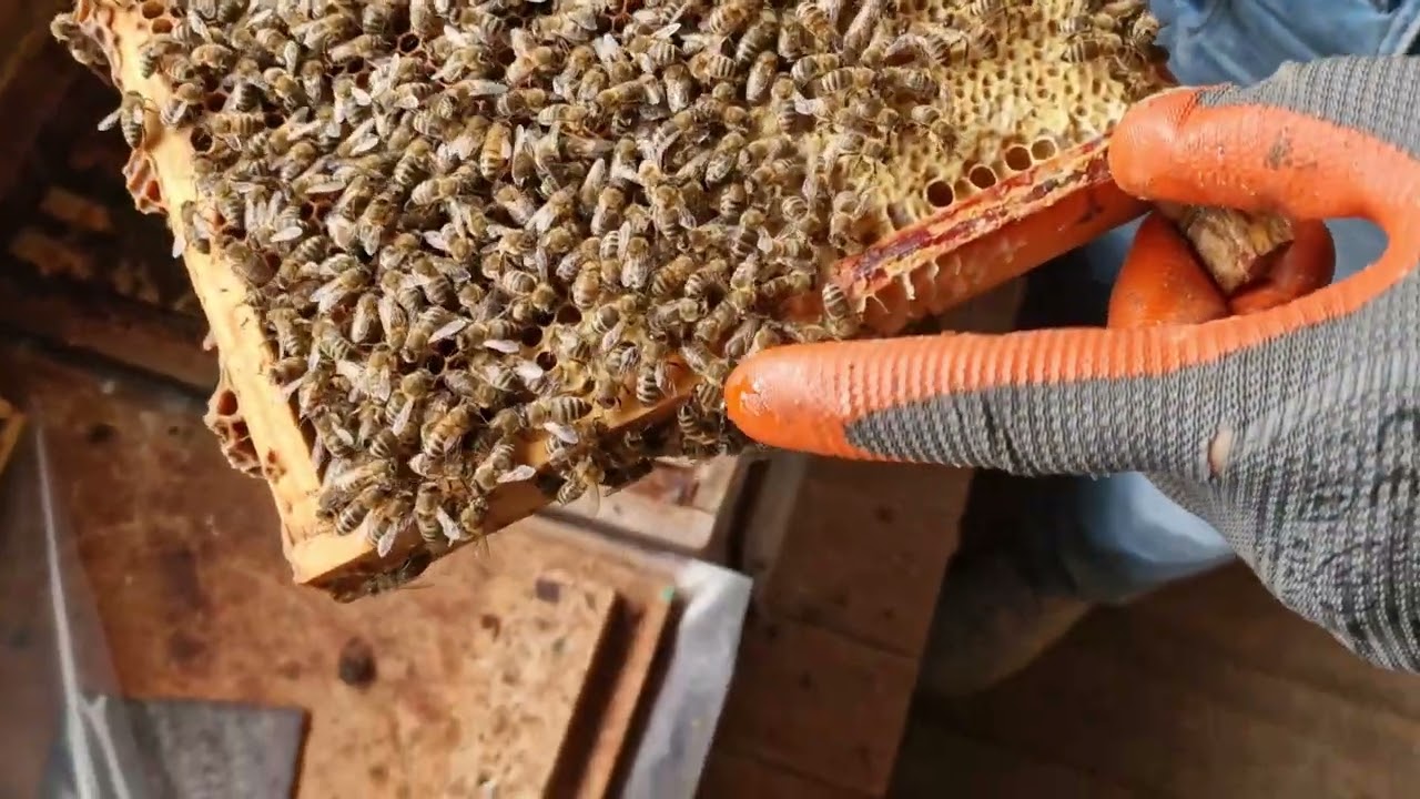 تقسيم النحل باحترافية .