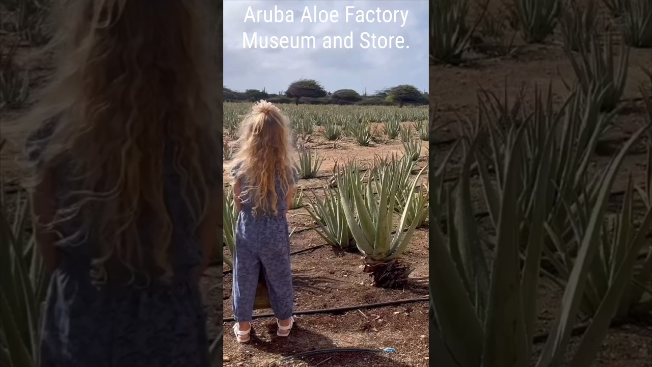 aloe vera gel für haut Bio Aloe Vera Gel 2in1 – Feuchtigkeit für Haut & Haar