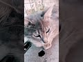 #cat