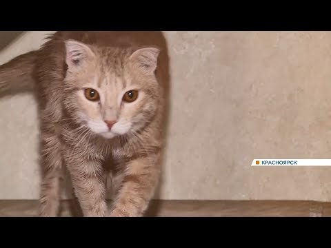 Видео: Ребенок, смытый водой в туалете, чудесным образом спасен котенком