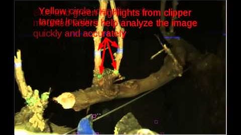 Autonomous Grapevine Pruner Initial Spur Cuts