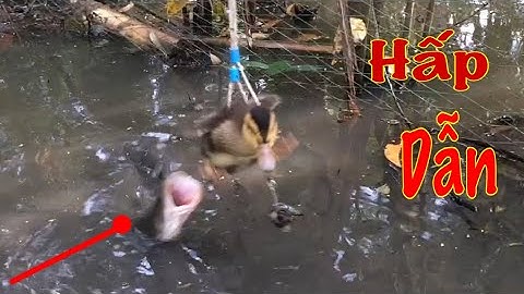 Câu cá lóc bằng vịt con, chiêm ngưỡng các pha bay táp đẹp mắt, hấp dẫn và kịch tính cận cảnh