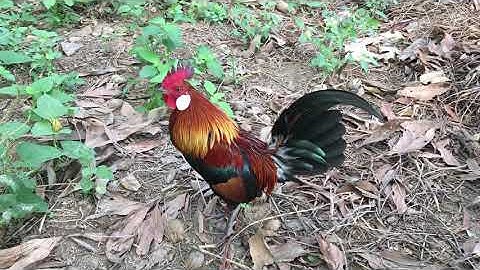 Tiếng gà rừng mồi gáy rung ọc hay nhức nhối