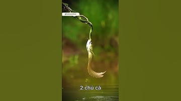 Cá rồng săn mồi #shorts