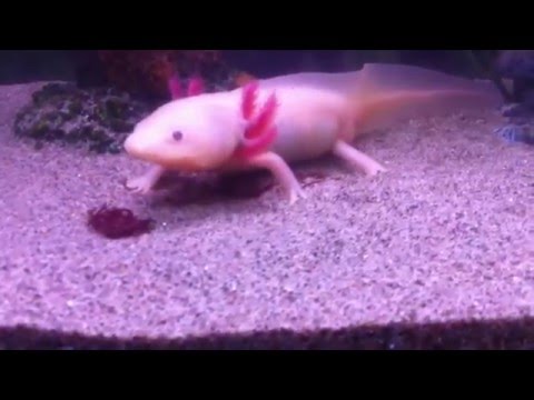 Video Bán cá khủng long 6 sừng 4 chân Axolotl_ 01689.884.662 - youtube