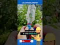 make a tool to pick fruit using an old bottle#shorts #funfacts