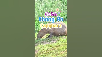 Cá Sấu Không Ăn Thịt Capybara #capybara #crocodile
