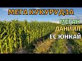 Кукурудза якій позавидує американський фермер. Огляд гібридів кукурудзи ЕС Юнкай, Меган та Даниил.