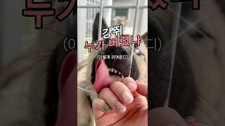 유기견 봉사 관심있음?